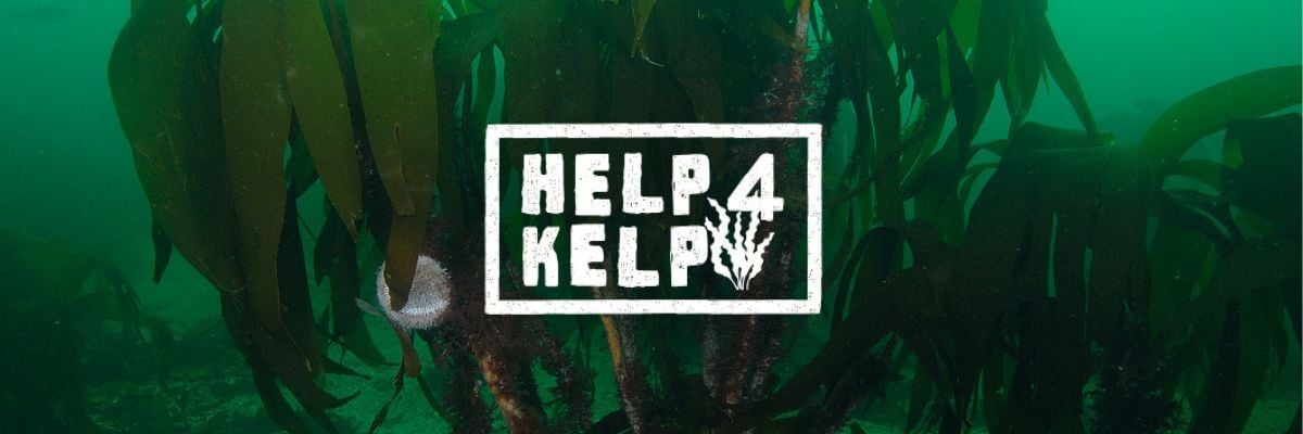 Help 4 Kelp