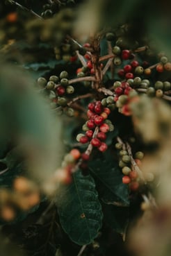 eduardo-gorghetto-vJ3KldG86Eo-unsplash