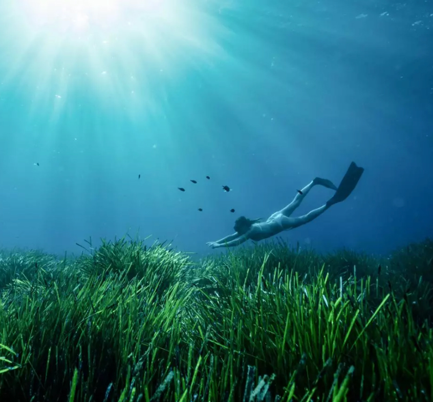 GreenTheUK-Kelp-Photo-2-2