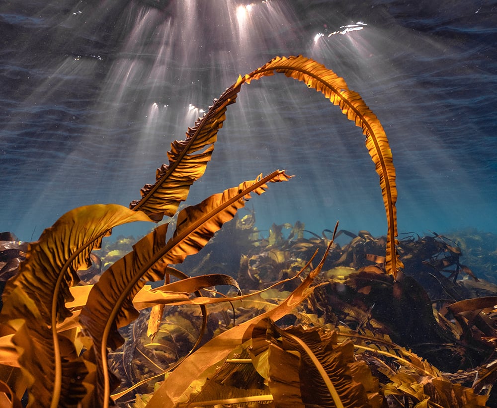 shutterstock_2067549806-2